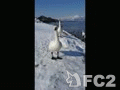 動画:2018 白鳥Ⅱ